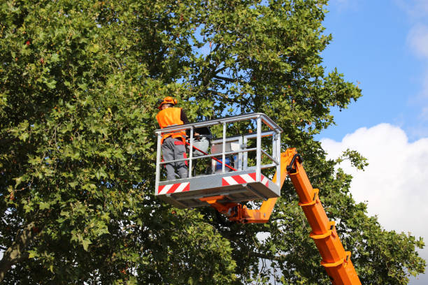 Best Tree Risk Assessment  in Oak Harbor, WA