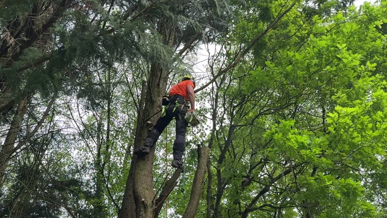 Best Emergency Tree Removal  in Oak Harbor, WA