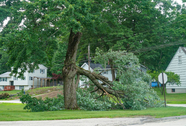 Best Hazardous Tree Removal  in Oak Harbor, WA