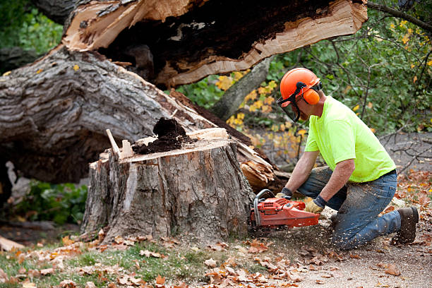 Best Seasonal Cleanup (Spring/Fall)  in Oak Harbor, WA